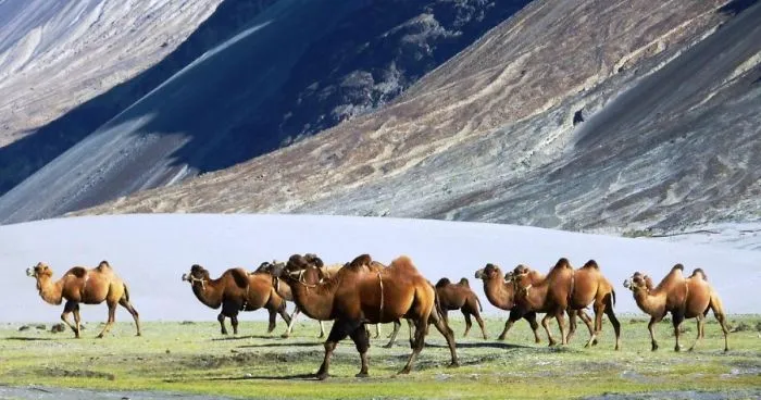 I Photographed The Nubra Valley In Ladakh