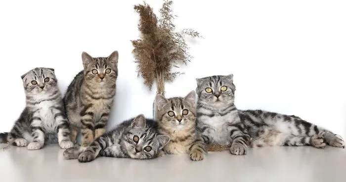 Girl Shoots Excellent Videos With Kittens! It's Make Your Day!