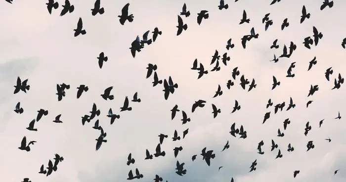 My Battle With Unipolar Depression
