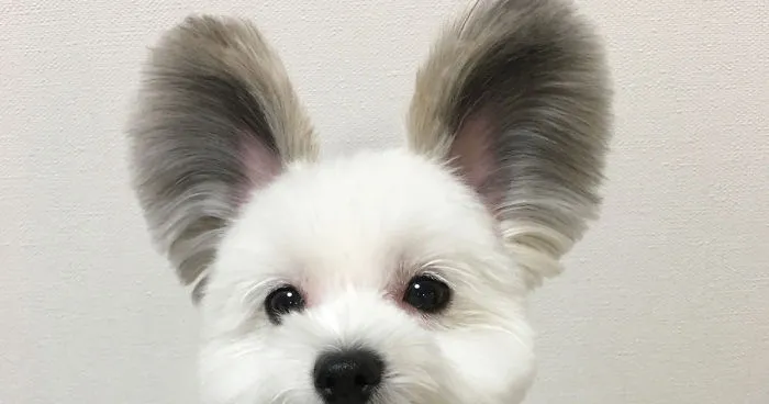 The Internet Is Obsessed With This Puppy With Mickey Mouse Ears, And Her Photos Will Make Your Day