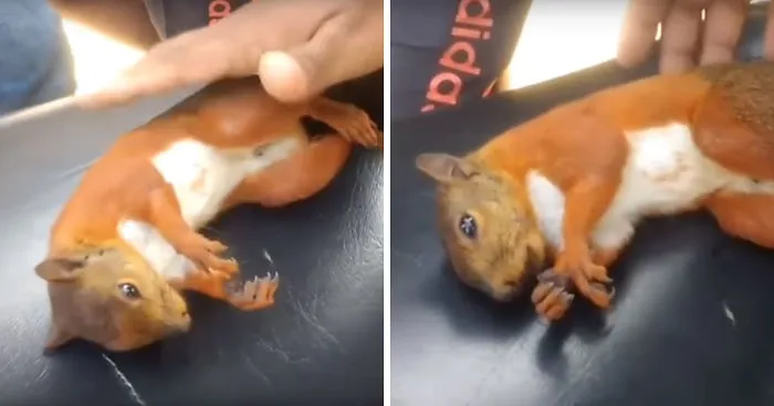 Watch Man Revive A Squirel After Getting Electrocuted And It's Both Sad And Amazing