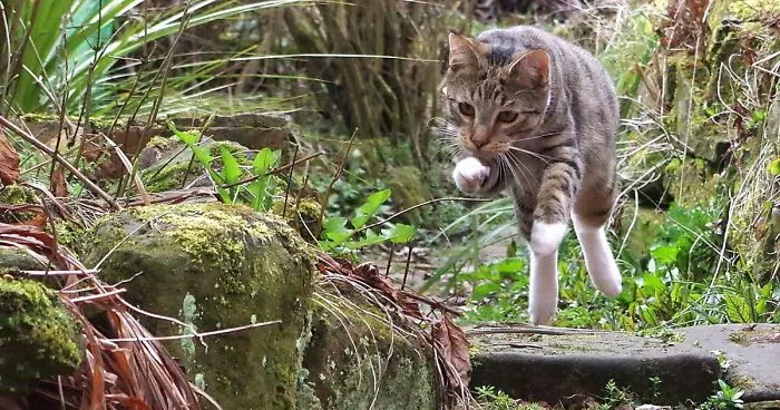 Edmund The Jumping Kitty Goes Outside For The First Time