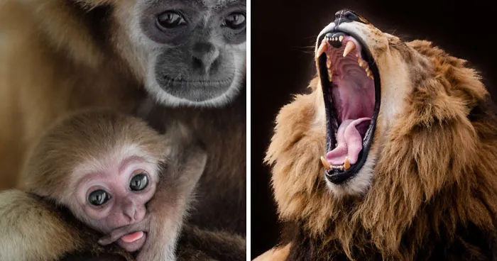I've Been Photographing Animals For 12 Years