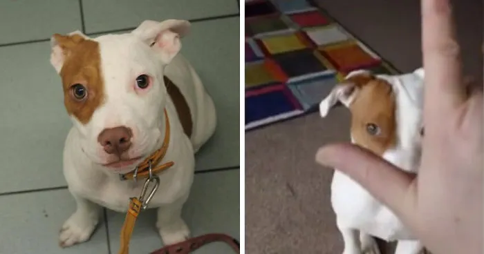 After Being Abandoned 5 Times, This Deaf Pup Finds His Home And Learns Sign Language