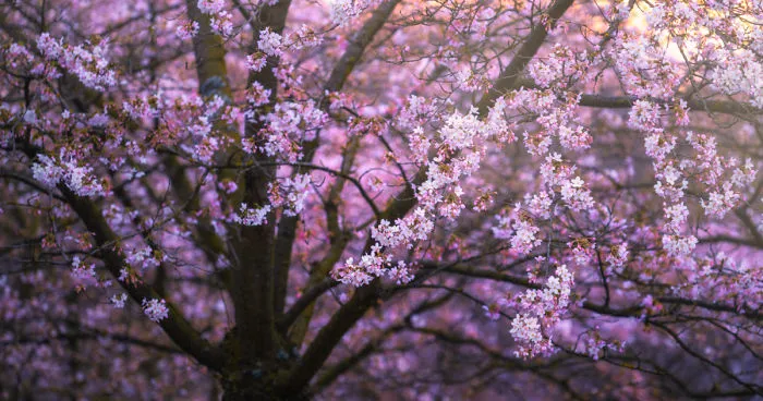 I Photographed The Cherry Blossoms... In Amsterdam!
