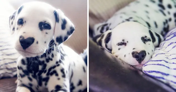 This Adorable Puppy Is Stealing Everyone’s Hearts, And It’s Obvious Why