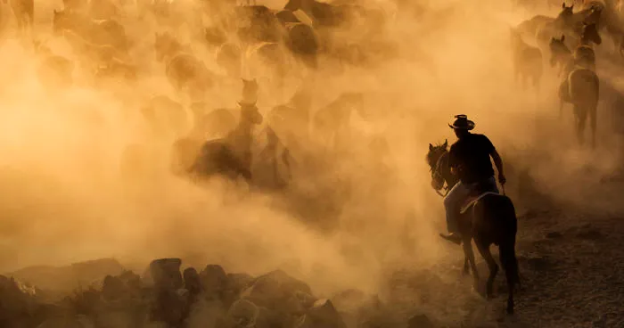 Wild Horses Of Cappadocia