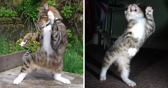 Our Cats Love To Dance