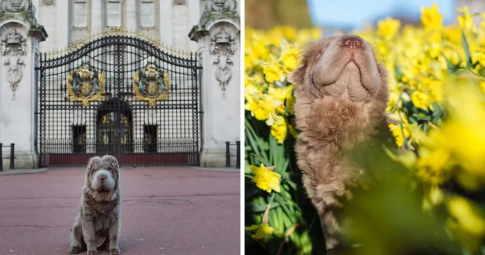 Londoner Bear Cub Looking For Adventures