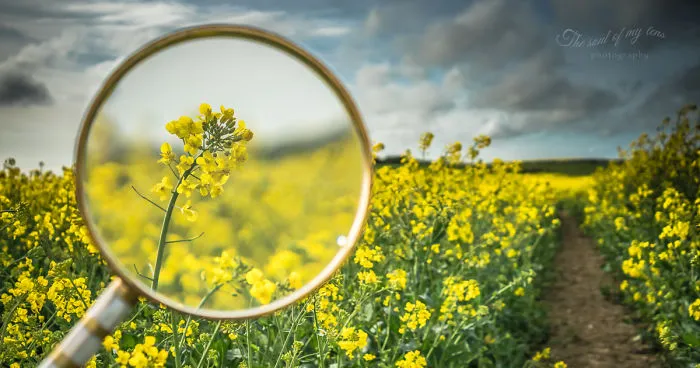 I Found This Magnifying Glass At A Flea Market, And Decided To Capture The Beauty Of Spring