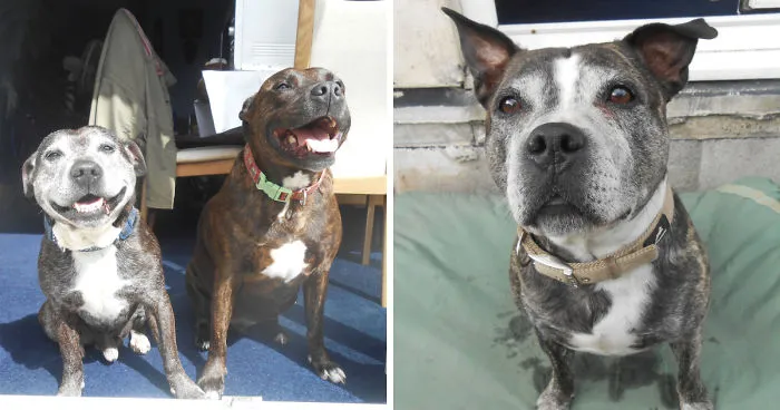 I Spoke To A Woman Who Has Fostered 36 Elderly And Neglected Dogs In The Space Of Three Years