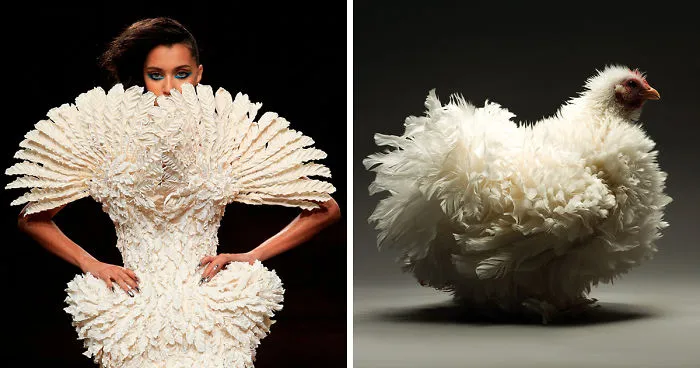 Photographers Turn Chickens Into Supermodels, And They Look Stunning!