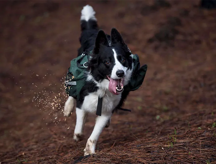 Three Border Collies Have Been Trained To Run Around A Chilean Forest Devastated By Wildfire While Wearing Special Backpacks That Release Native Plant Seeds