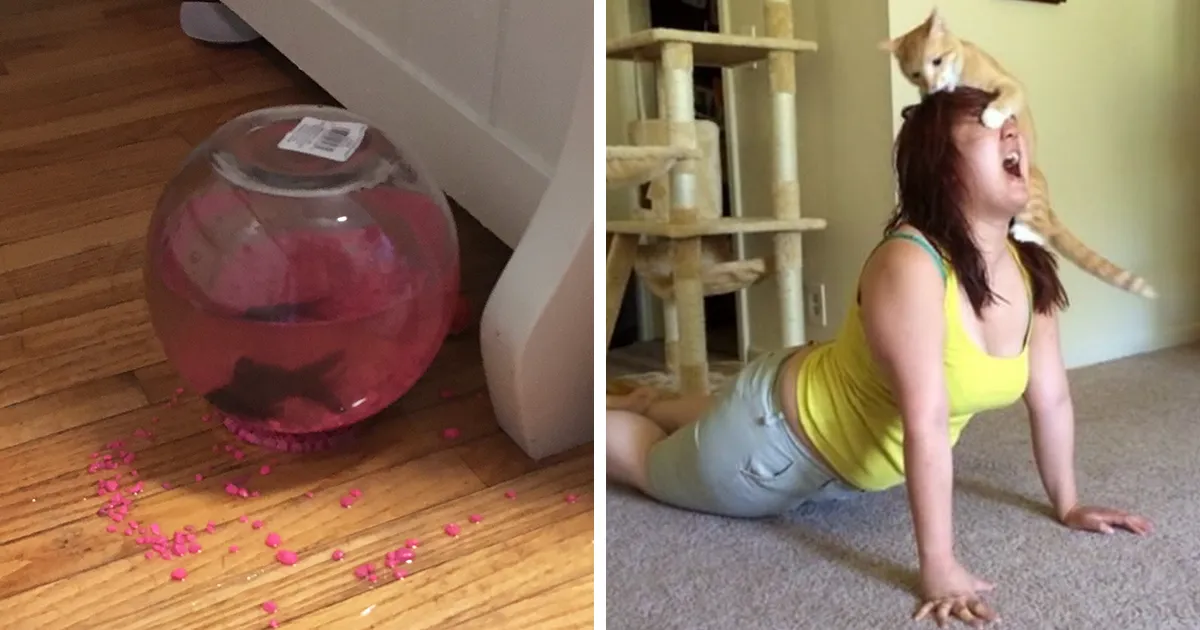 25+ Divertidas fotos que demuestran que los gatos tienen muy mala leche
