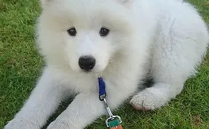If These 302 Samoyed Photos Don't Make You Smile, Nothing Will