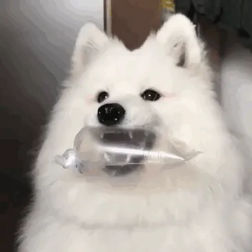 Samoyed Softly Chomp