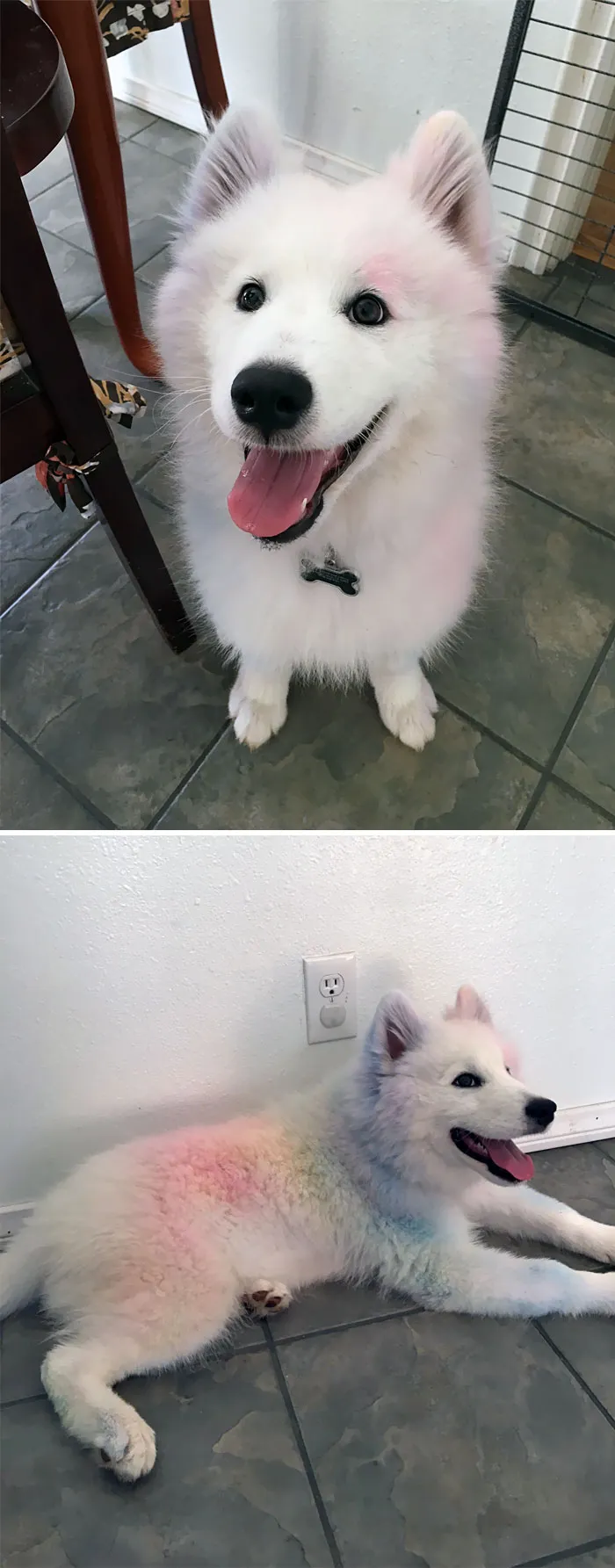 Dog Wriggled In Chalk And Became The Art