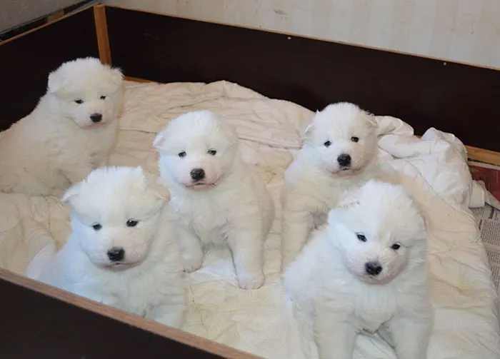 Baby Samoyeds Look Like Little Polar Bears