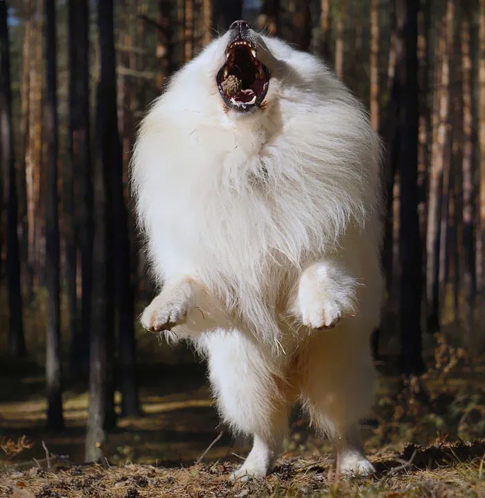 Roar