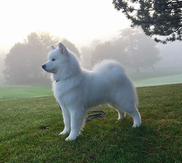 My Daughter's Spectacularly, Stunning Samoyed