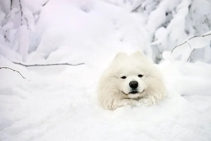 Dog In A Freezer