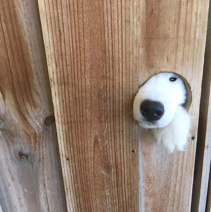 The Other Side Of The Fence
