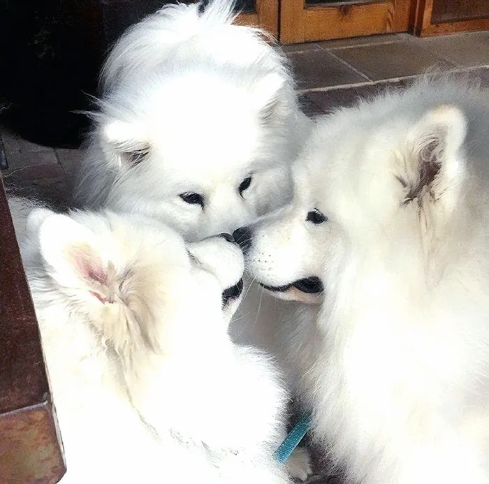 When Snoots Collide