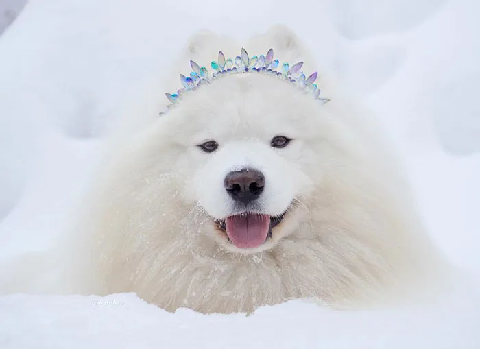Elsa The Frozen Princess