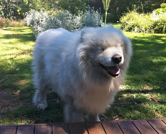 Meet Woody The Samoyed