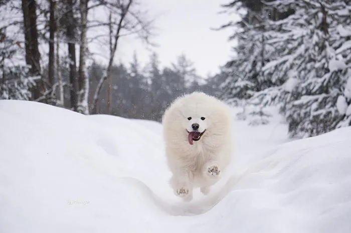 Ball Of Fluff