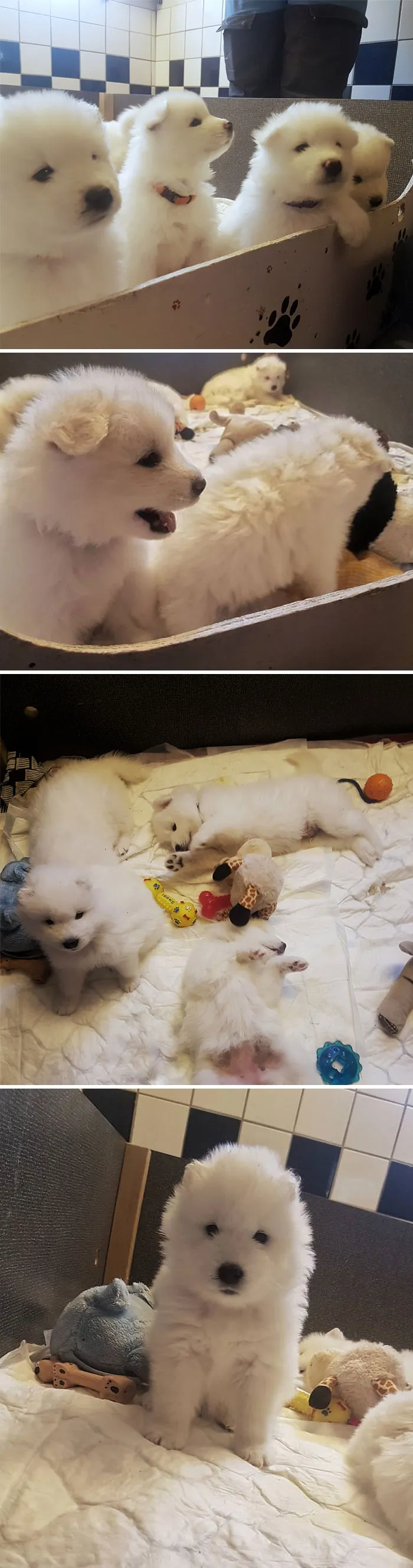 A Litter Of Tiny Polar Bears