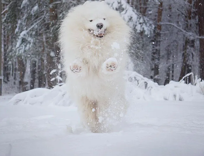 Cheerful Winter Day