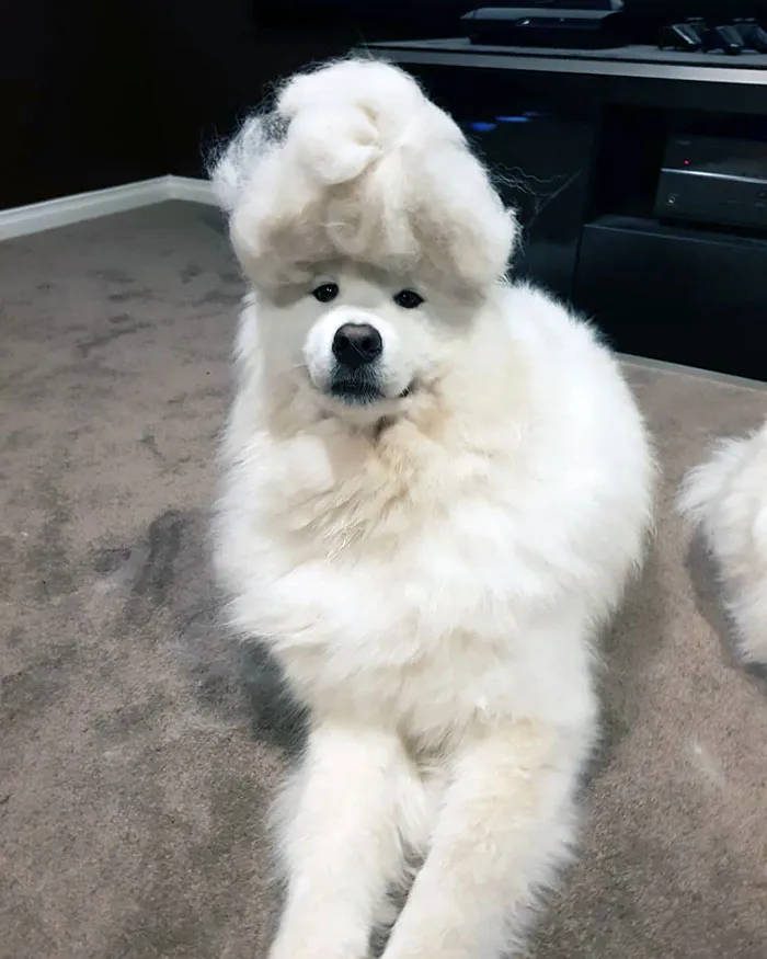 New Haircut