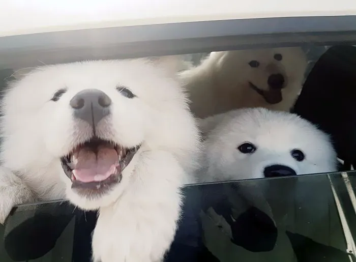 Yay! Happy Friday Everypawdy