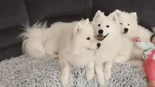 Family Fun With The Hooman Sibling