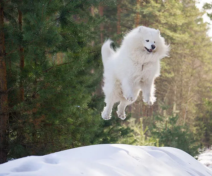 What A Jump