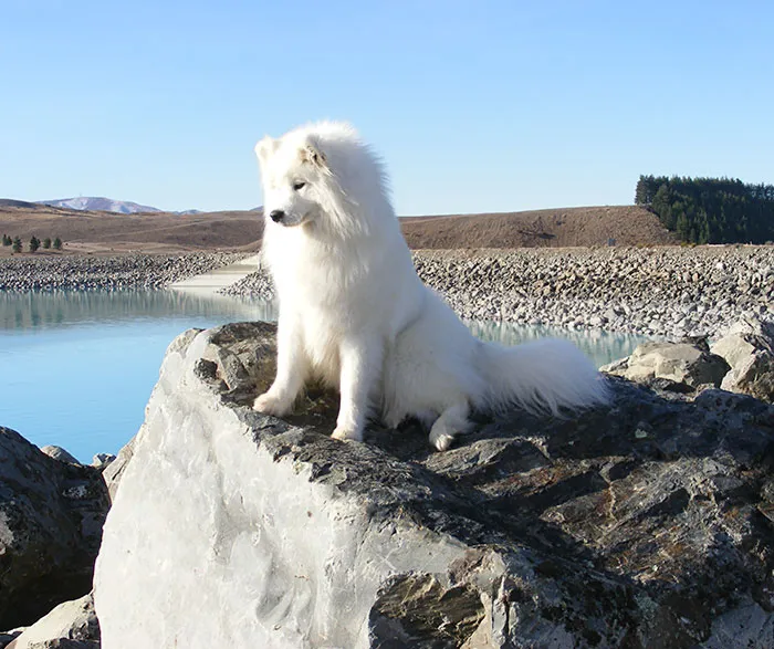 Majestic Fluff