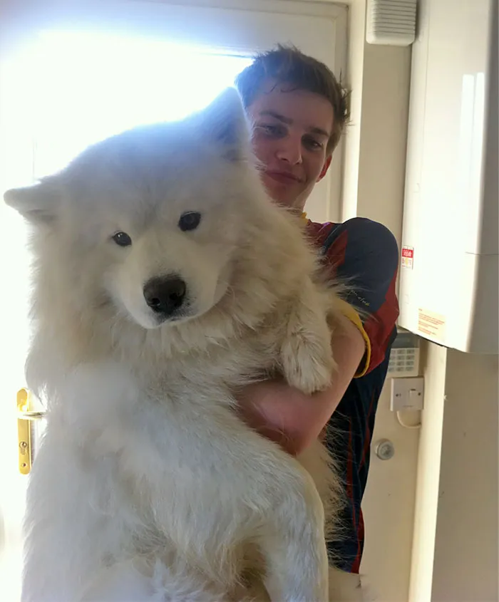 Casper, The Cutest Samoyed Dog