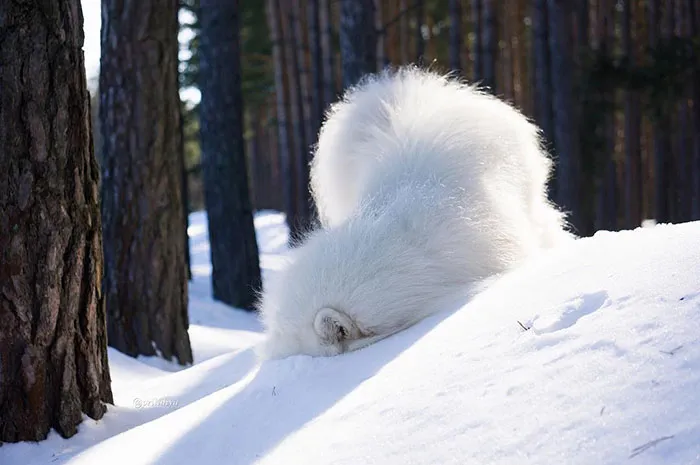 Where Are Those Snowballs You Threw?