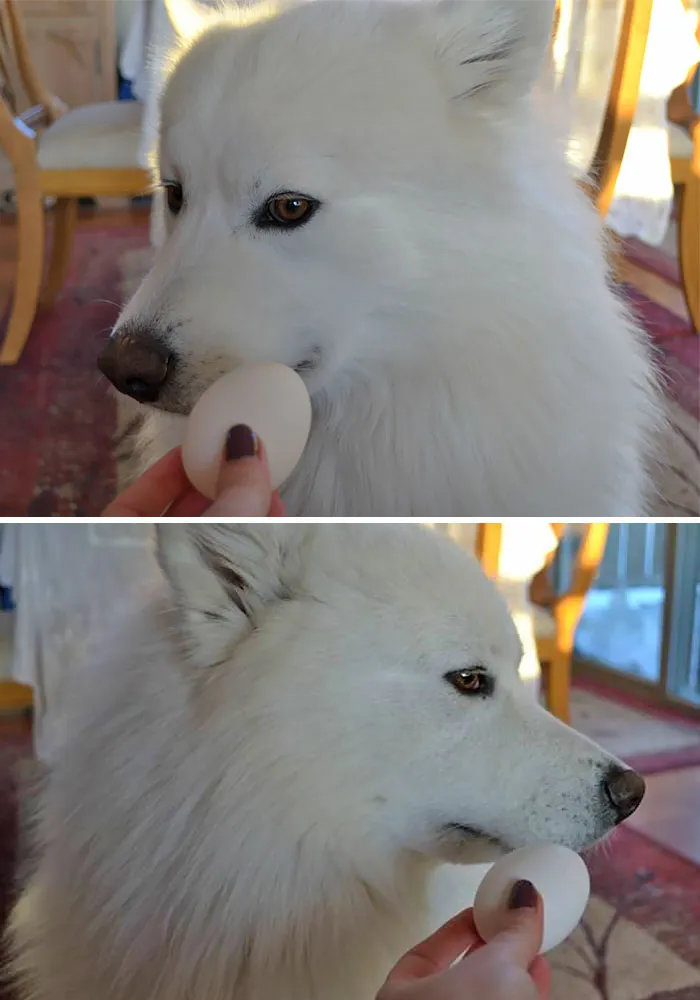 Trying To Get My Samoyed To Hold An Egg In His Mouth