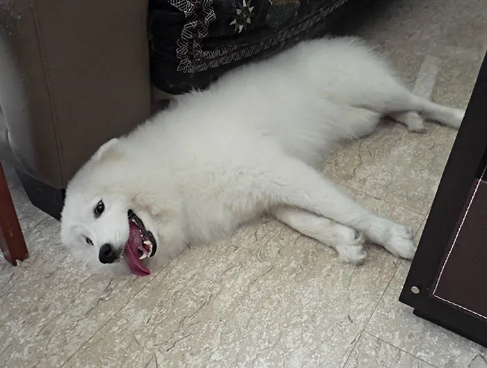 My Samoyed Is A Goofball