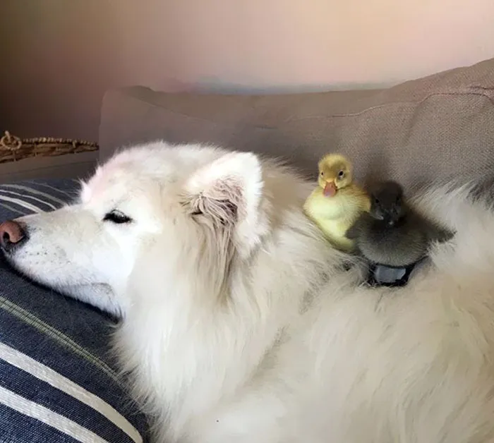 Mom Is Getting Three More Baby Chicks. She’s Excited, But I Know That I’m Just Going To Be Their Nest For A While