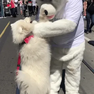 Big White Fluff Meets Bigger White Fluff