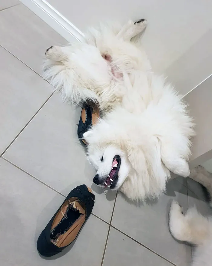 Gets Into Trouble, Acts Dead