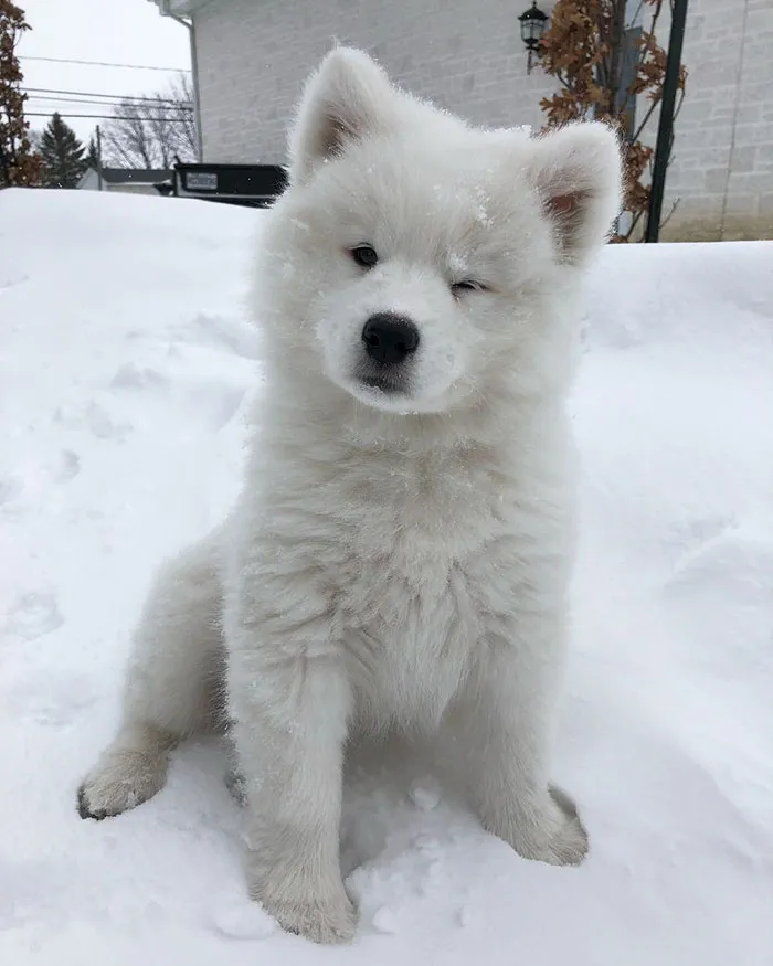 Wink
