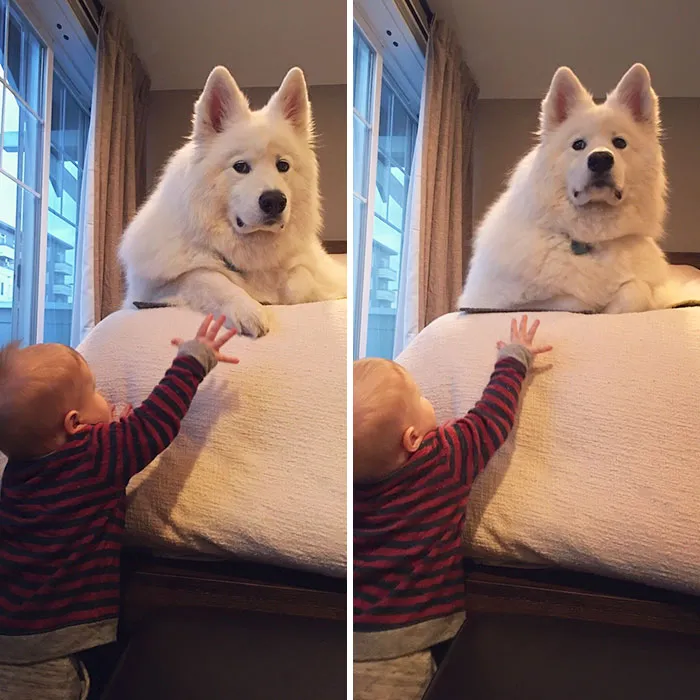 Dun Toucha The Paw