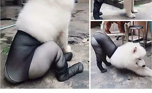 If These 302 Samoyed Photos Don't Make You Smile, Nothing Will
