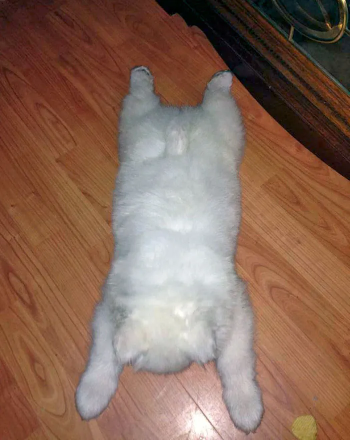 A Tiny Fluffy Samoyed Rug