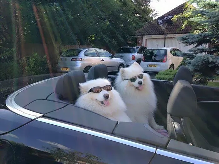 Get In, Girl