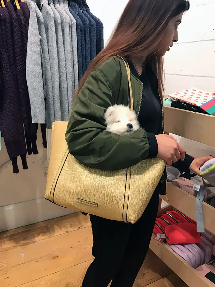 If It Fits I Sits. My Sister Took Our Samoyed On A Shopping Trip Today